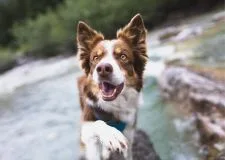 Une communication qui a du chien !